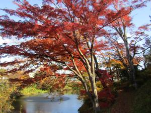 城跡紅葉202411223