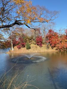 城跡紅葉R7.11.17 1