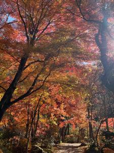 山本紅葉R7.11.17 1