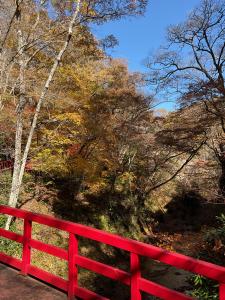 山本紅葉R7.11.17 2