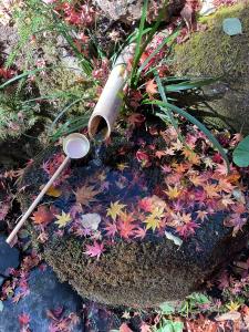 山本紅葉R7.11.17 3