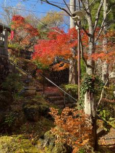 山本紅葉R7.11.17 4