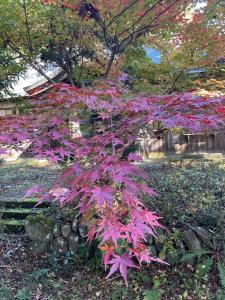 馬場紅葉R7.11.17 4