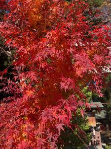 八槻紅葉R7.11.17 1