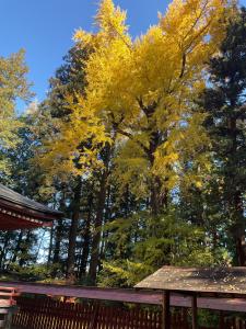 八槻紅葉R7.11.17 2