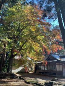 八槻紅葉R7.11.17 3