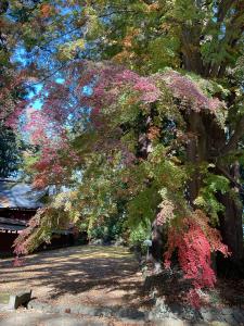 八槻紅葉R7.11.17 4