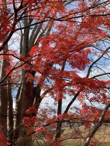 城跡紅葉R7.11.26 3