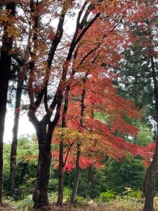 馬場紅葉R7.11.26 4