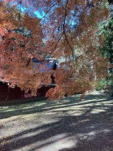 八槻紅葉R7.11.26 1