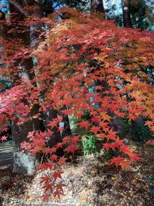 八槻紅葉R7.11.26 2