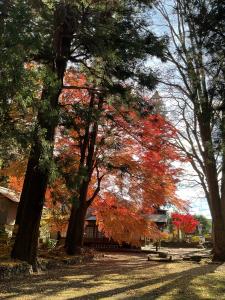 八槻紅葉R7.11.26 4