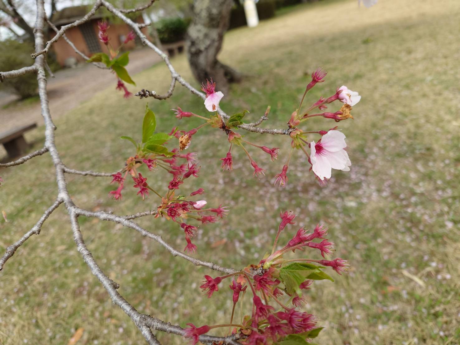 0414赤館3