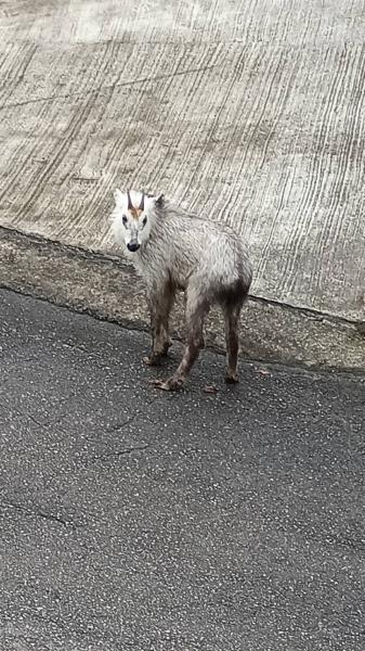 カモシカ目撃写真